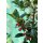 Ilex meserveae ~ Blue Holly mit roten Beeren ~ immergrüne Winterpflanze voller Charme ~ zauberhafte Stechpalme für Garten & Deko ~ CottageGarden24