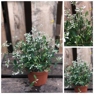3 Töpfe  Schneezauber ~ Euphorbia Diamont Frost ~ Dauerblüher /Bienenfreundlich ~ Frische Blumen Top 1A Qualität