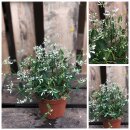 3 Töpfe  Schneezauber ~ Euphorbia Diamont Frost ~...