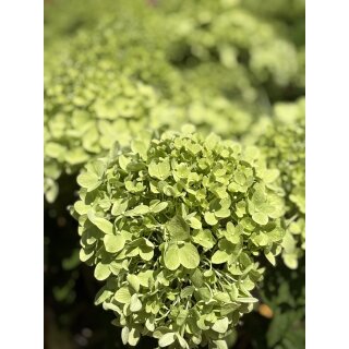 Hortensie- Rispenhortensie Greenlight -R- im XL Topf knospig/blühend~ Wunderschöne neue Sorte