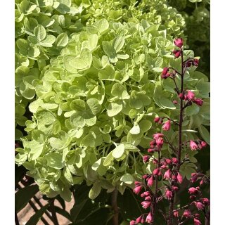 Hortensie- Rispenhortensie Greenlight -R- im XL Topf ~ Wunderschöne neue Sorte