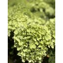 Hortensie- Rispenhortensie Greenlight -R- im XL Topf knospig/blühend~ Wunderschöne neue Sorte