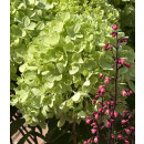 Hortensie- Rispenhortensie Greenlight -R- im XL Topf knospig/blühend~ Wunderschöne neue Sorte