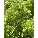 Hortensie- Rispenhortensie Greenlight -R- im XL Topf ~...