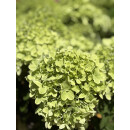 Hortensie- Rispenhortensie Greenlight -R- im XL Topf ~ Wunderschöne neue Sorte