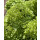 Hortensie- Rispenhortensie Greenlight -R- im XL Topf knospig/blühend~ Wunderschöne neue Sorte