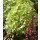 Hortensie- Rispenhortensie Greenlight -R- im XL Topf knospig/blühend~ Wunderschöne neue Sorte