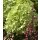Hortensie- Rispenhortensie Greenlight -R- im XL Topf ~ Wunderschöne neue Sorte