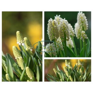 3 Töpfe ~Perlhyazinthe White Magic im sanften weiß ~ im Topf gewachsen~ Frühlingsblumen~ Frühling