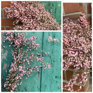 Ginster rosa 1 ganzes Bund ca 300g~ Frischer Frühlingsduft ~ Blumenliebe ~ für die Vase