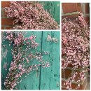 Ginster rosa 1 ganzes Bund ca 300g~ Frischer...