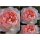 Englische Rose Gentle Hermoine -R- im 5 Liter Topf gewachsen ~ Schönheit mit herrlichen Rosenduft