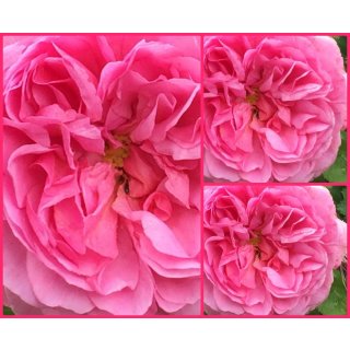 Englische Rose Princess Anne -R-  im großen 5 Liter Topf~ Liebreizende Blüten mit Duft