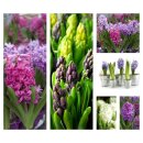 Violett/blaueTrio Hyazinthe im Topf (3 Hyazinthen in...