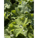 Frauenmantel im Topf kräftige~ Alchemilla mollis...