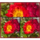 Summer of Love -R- Bienfreundliche Rose /Nektar Garten ~...