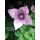 Ballonblume rosa ~Sternblüte jetzt knospig/blühend~ winterharte Staude ~ Flowers