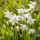 Scilla siberica Alba im Topf ~knospig/blühend- weiße Frühlingssterne für Garten & Kübel ~ zarte Frühlingsromantik - Bienenschwarm