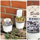 Scilla siberica Alba im Topf ~knospig/blühend- weiße Frühlingssterne für Garten & Kübel ~ zarte Frühlingsromantik - Bienenschwarm