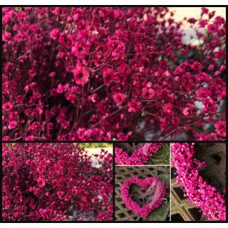 Schleierkraut Erica ~ BUND ~ Flowers gefärbt/stabilisiert