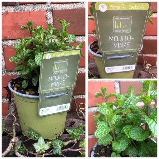 Frische Frühlingskräuter ~ Mojito Minze ~ sofort erntbar ~SunnyHerbs ~ Kräuterliebe