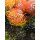 3 Stück Nadelkissen in Orange - Leucospermum ~ tolle Deko für die Vase ~ frische Blumen in toller Optik und super Haltbarkeit