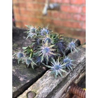 Distel Questar blau~5 Stiele ~ frische Blumendeko zum Trocknen geeignet