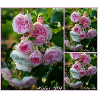 Englische Rose Wisley 2008 -R- ~ im großen 10 Liter Topf ~ Rosenromantik in zartrosa Tönen