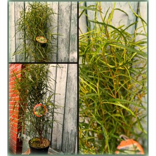 Rhamnus frangula Fine Line -R- ca. 60 cm im großen Topf gewachsen~ Zitronenfalter Baum + Insektenfreund