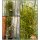 Rhamnus frangula Fine Line -R- ca. 60 cm im großen Topf gewachsen~ Zitronenfalter Baum + Insektenfreund