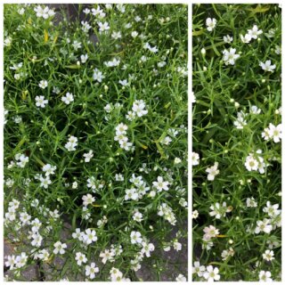 Schleierkraut weiß knuddelig / flach Blüten- Deko ~ im Topf jetzt knospig/blühend~ Sommerzauber rosa