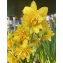 Gelb gefüllte Narzisse „Boucle“ - im...