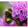 Liatris Kobold  ~ Solitär 3 Liter Container ~ Schmetterlingsliebling in purpurviolett