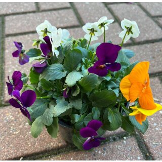Trio Hornveilchen im großen Topf - orange -violett/bau - weiß~ Blühend mit Knospen ~ Frühlingsangebot ~Mix Frühlingsfarben ~ Flowerdeko