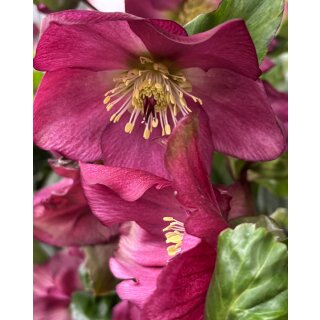 Rote Schneerose Winter Ballet -R- `Karli`- Helleborus im großen Topf! Jetzt blühend mit Knospen~ Winterzauber ~ Deko für Kübel und Garten