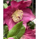 Rote Schneerose Winter Ballet -R- `Karli`- Helleborus im...