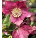 Rote Schneerose Winter Ballet -R- `Karli`- Helleborus im großen Topf! Jetzt blühend mit Knospen~ Winterzauber ~ Deko für Kübel und Garten