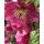 Rote Schneerose Winter Ballet -R- `Karli`- Helleborus im großen Topf! Jetzt blühend mit Knospen~ Winterzauber ~ Deko für Kübel und Garten