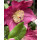 Rote Schneerose Winter Ballet -R- `Karli`- Helleborus im großen Topf! Jetzt blühend mit Knospen~ Winterzauber ~ Deko für Kübel und Garten