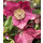 Rote Schneerose Winter Ballet -R- `Karli`- Helleborus im großen Topf! Jetzt blühend mit Knospen~ Winterzauber ~ Deko für Kübel und Garten