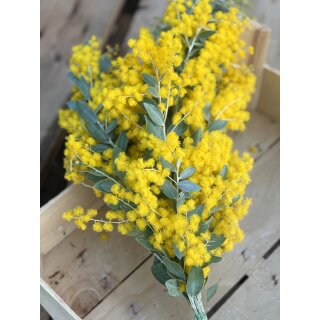Mimose frisch im Bund ~sonnengelbe Ponpon Blüten, duftend- blühende Mimosen Zweige für die Vase & zum trocknen~Schnittblumen im Landhausstil