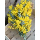Mimose frisch im Bund ca 300g  ~sonnengelbe Ponpon Blüten, duftend- blühende Mimosen Zweige für die Vase & zum trocknen~Schnittblumen im Landhausstil