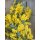 Mimose frisch im Bund ca 300g  ~sonnengelbe Ponpon Blüten, duftend- blühende Mimosen Zweige für die Vase & zum trocknen~Schnittblumen im Landhausstil