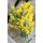 Mimose frisch im Bund ~sonnengelbe Ponpon Blüten, duftend- blühende Mimosen Zweige für die Vase & zum trocknen~Schnittblumen im Landhausstil