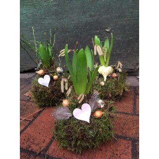Mooskugel mit Hyazinthe.Landhausstyle...Frühlingsdeko~ Frühling - Farbe Wählbar