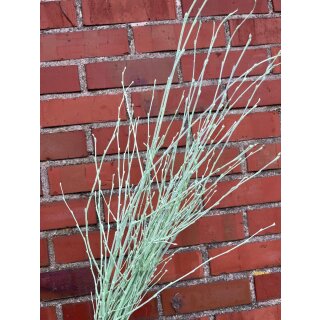 Birke ~ gefärbt Frühlingsfrisch Mint-Grün ~ Bund ~ tolle Deko für die Vase ~ Blumenzweige ~ Flowers