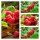 Himbeere TulaMagic -R- lecker große aromatische Früchte