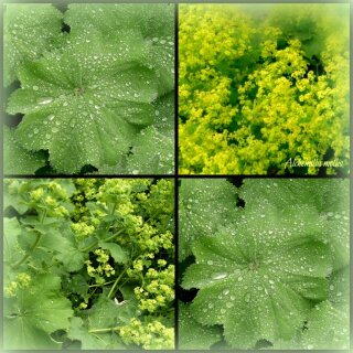 Frauenmantel im großen XL 3 Liter Topf kräftige~ Alchemilla mollis ...Blütenwolken in frischen Gelb