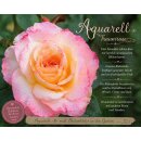 Edelrose Aquarell -R-  im großen 4 Liter XL Topf ~...