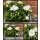 Weißerzauber ~Glockenblume Campanula Like me - weiß gefüllt ~Blütenprächtig ~ Blumendeko~ Frische Blumen